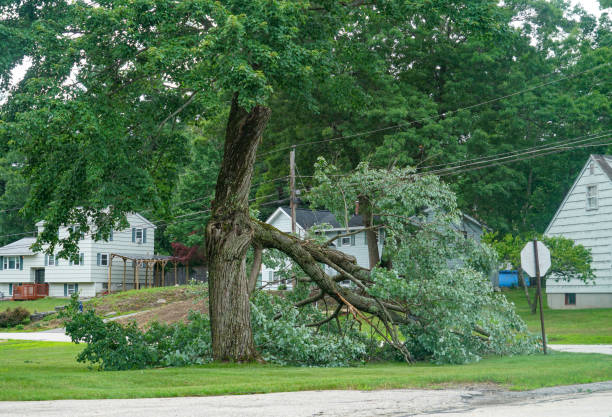 Reliable Eastlake, OH  Tree Services Solutions