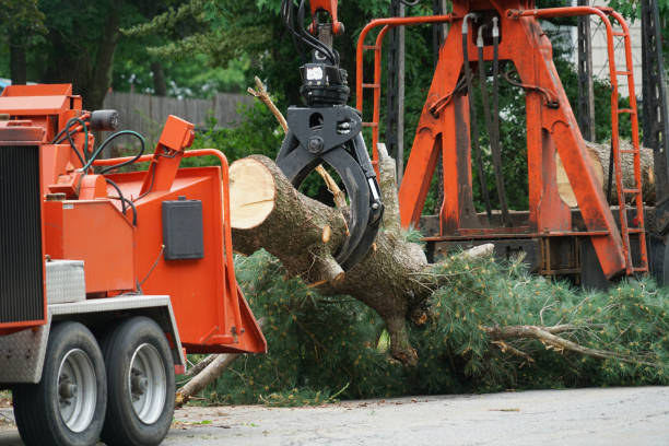 Why Choose Our Tree Removal Services in Eastlake, OH?